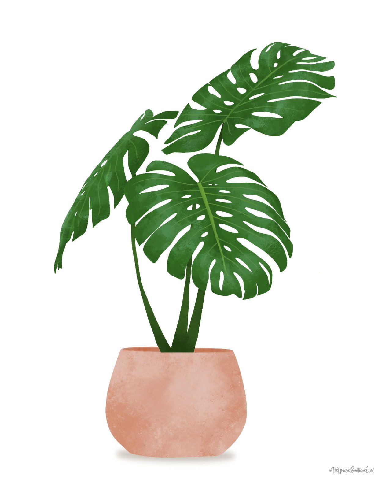 Monstera Leaf isolated