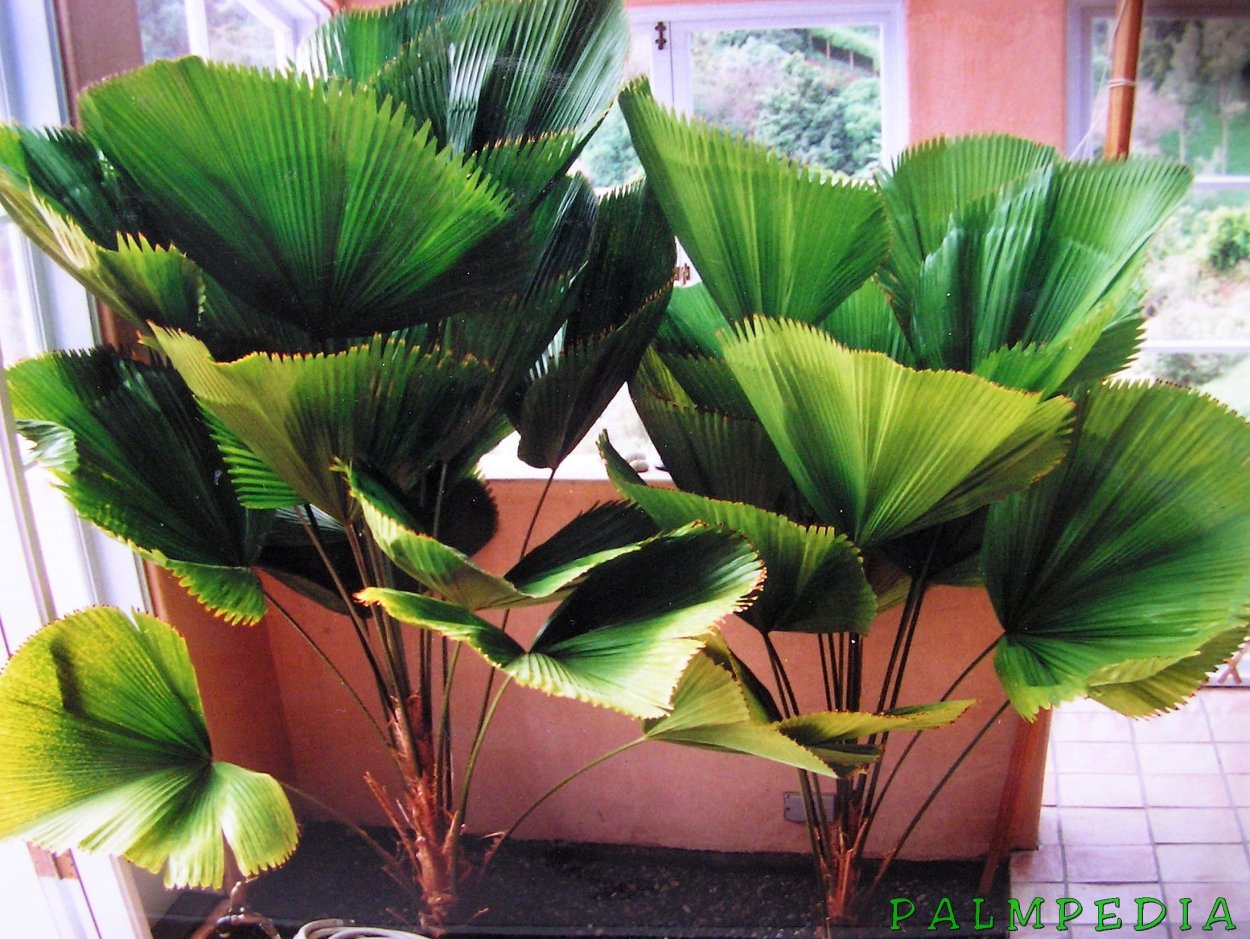 Монстера Еллоу