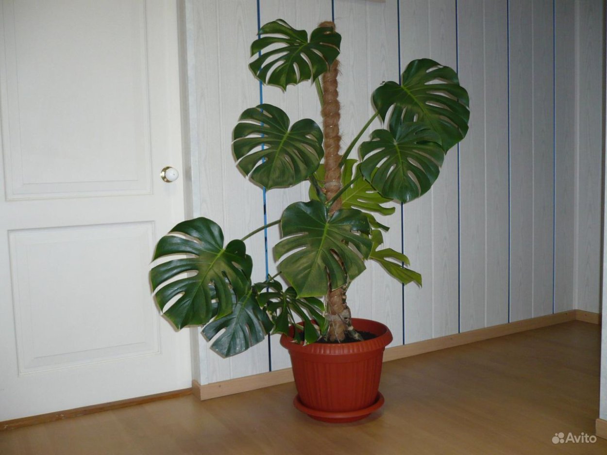 Тропические пальмовые листья