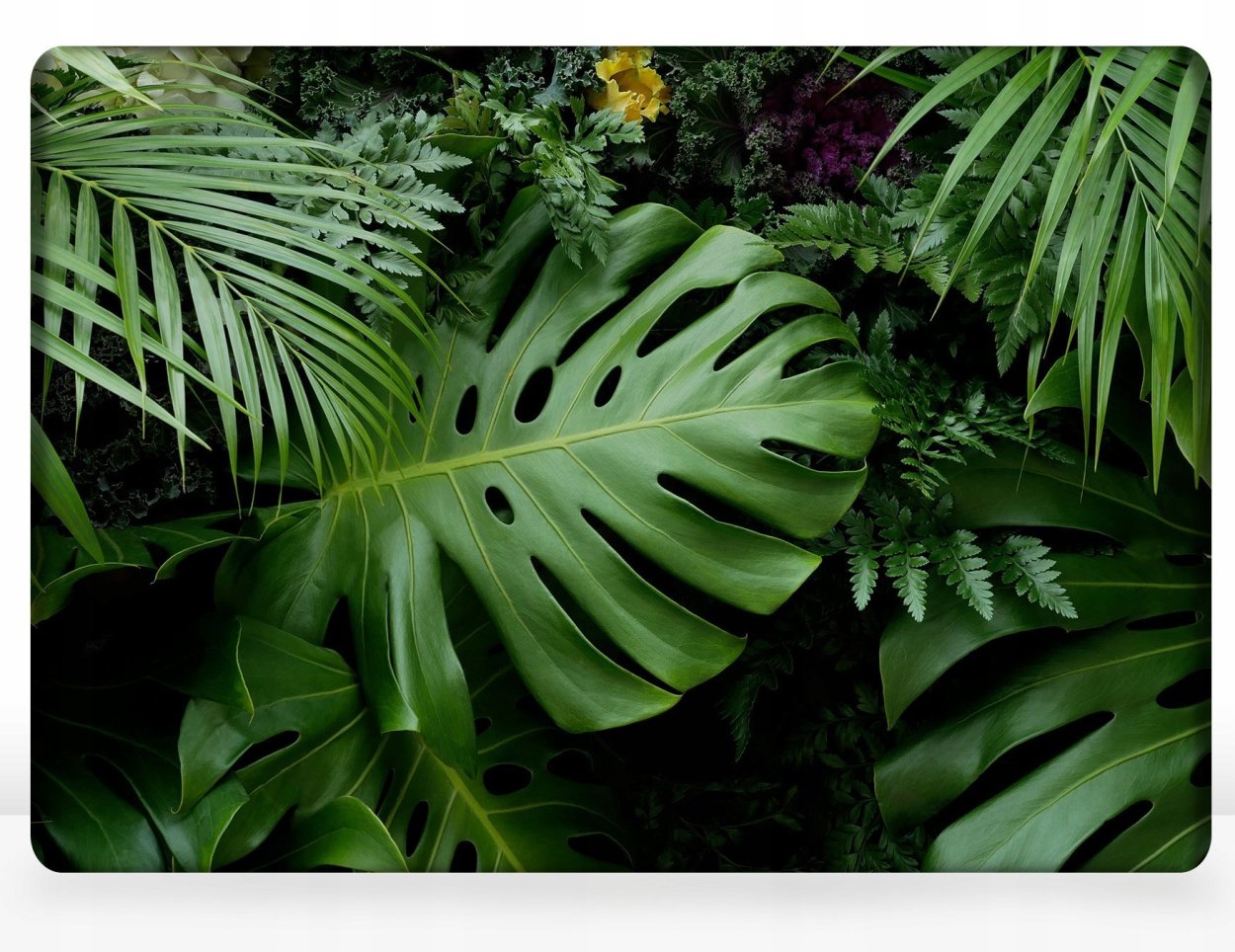 Листья Австралии