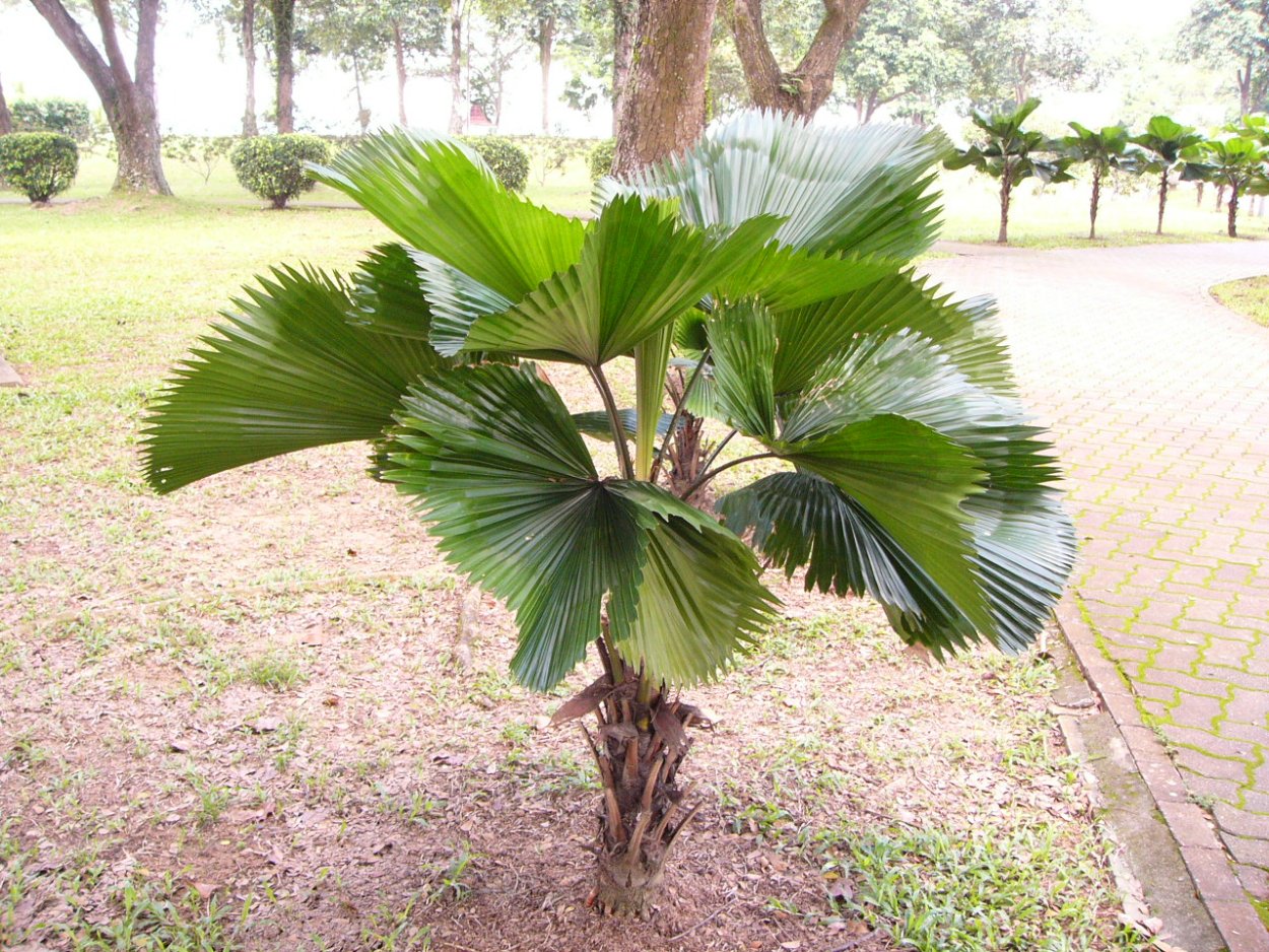 Монстера эскулетто