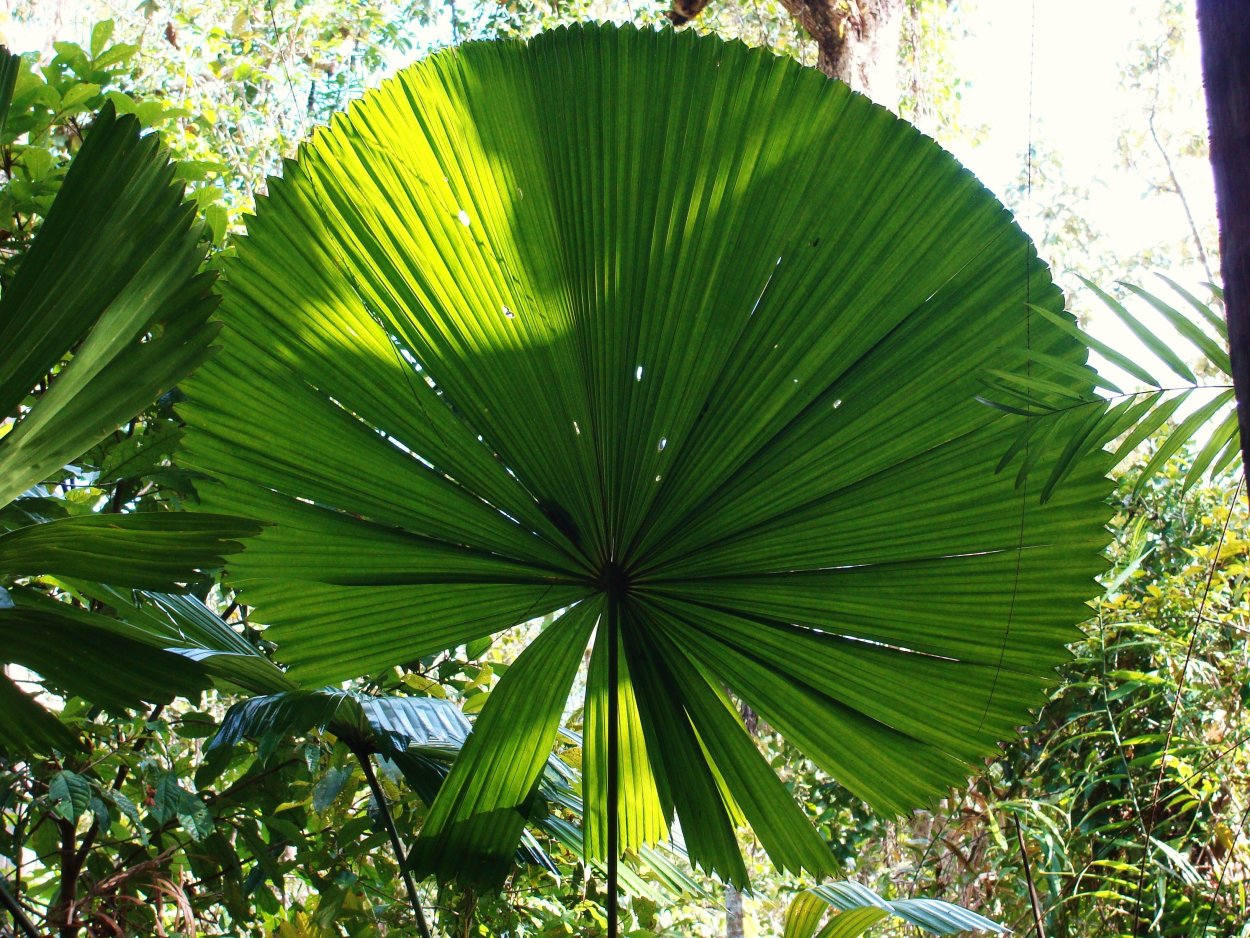 Листок монстеры