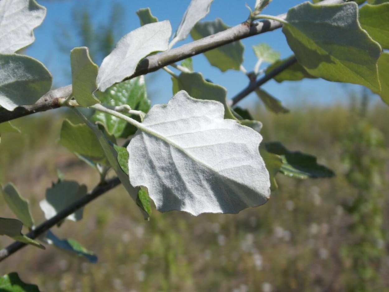 Тополь Populus Alba