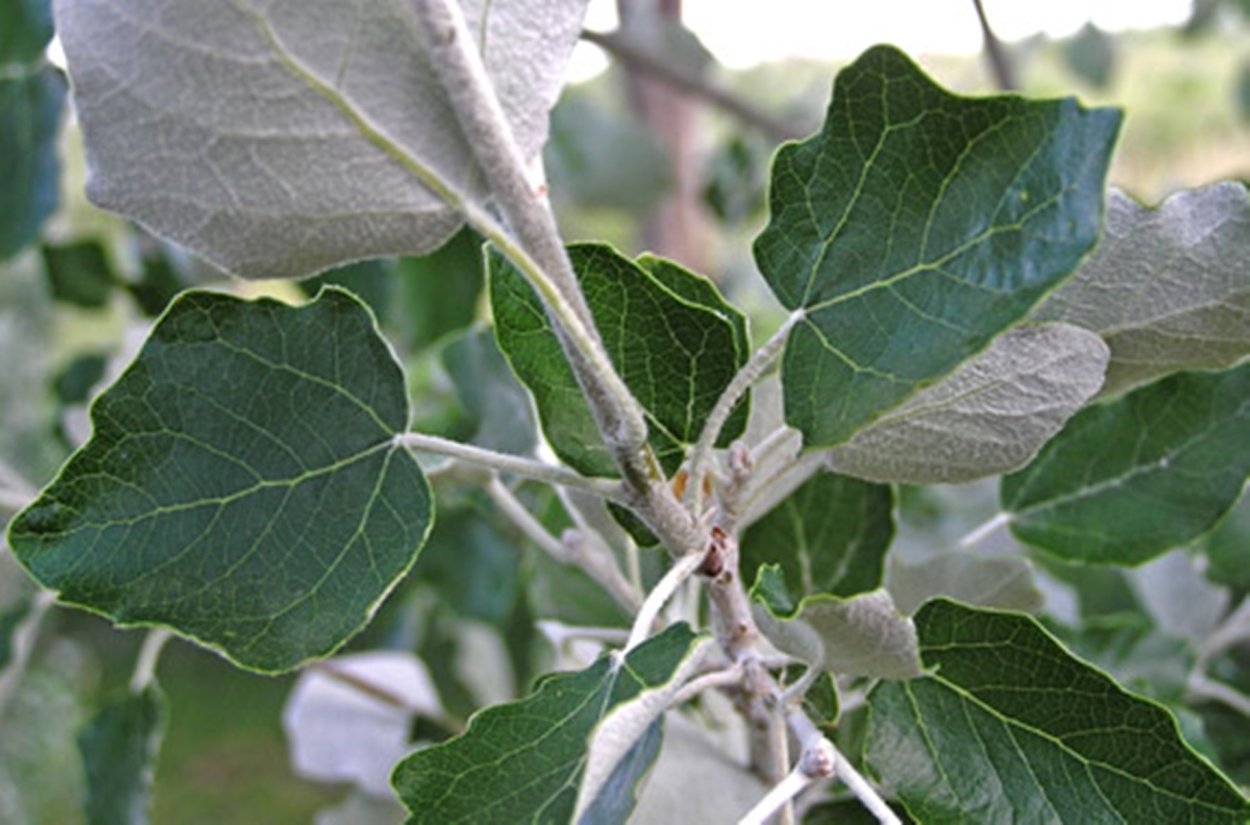 Тополь Populus Alba
