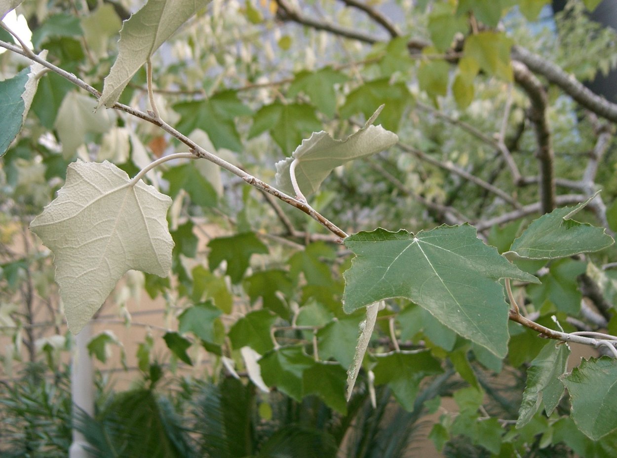 Тополь Populus Alba