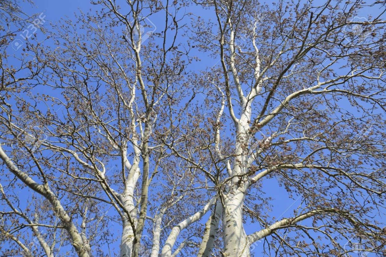 Тополь белый нивея