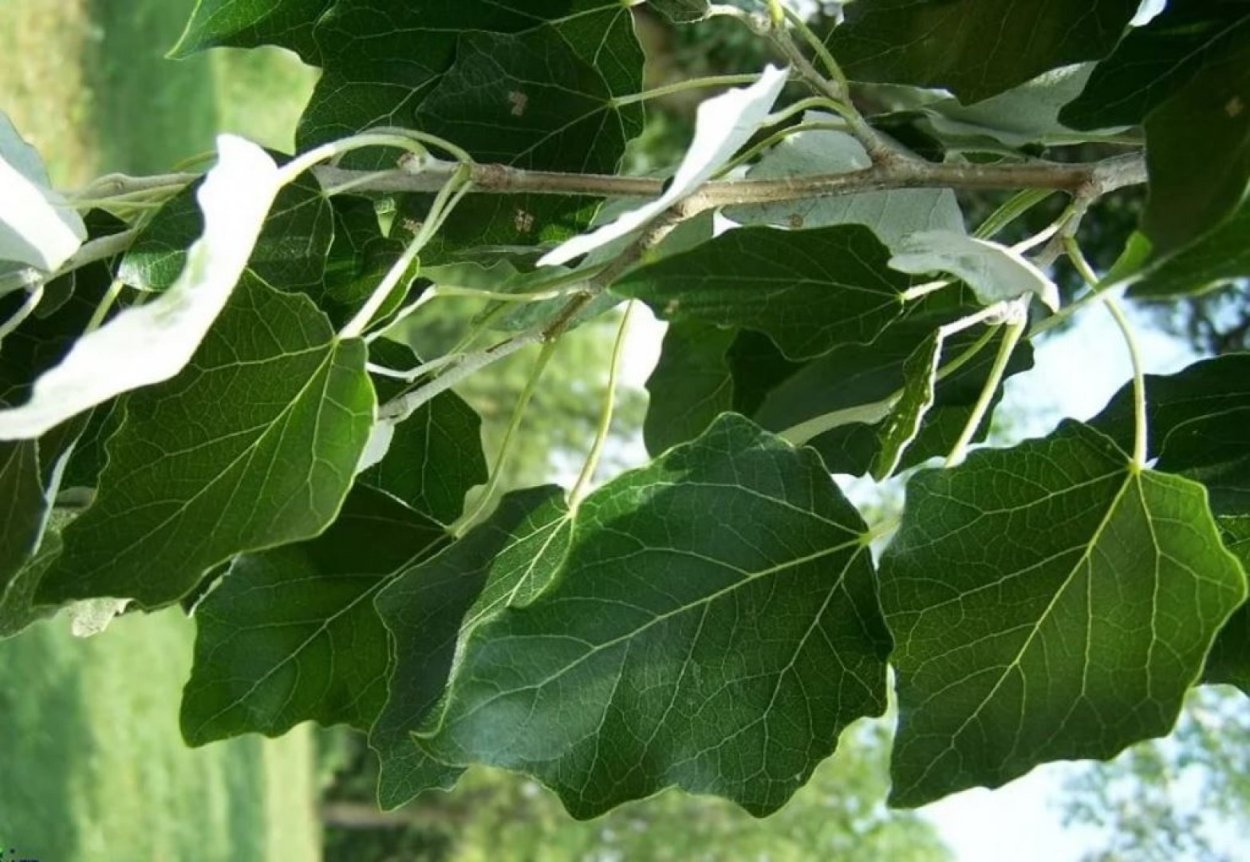 Populus Alba Nivea