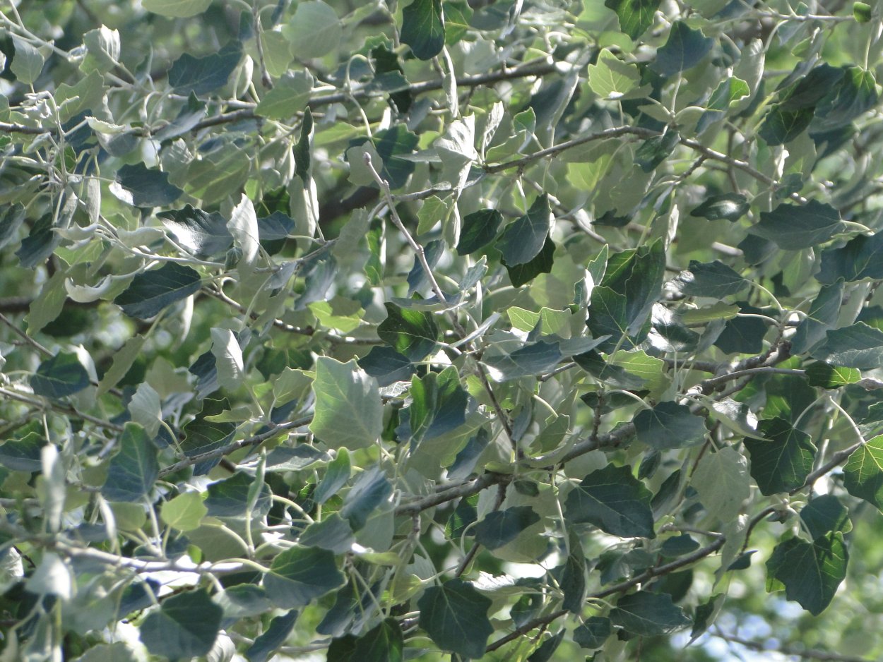 Populus Alba Тополь белый серебристый