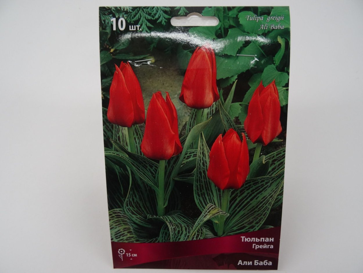 Молто Амато тюльпаны