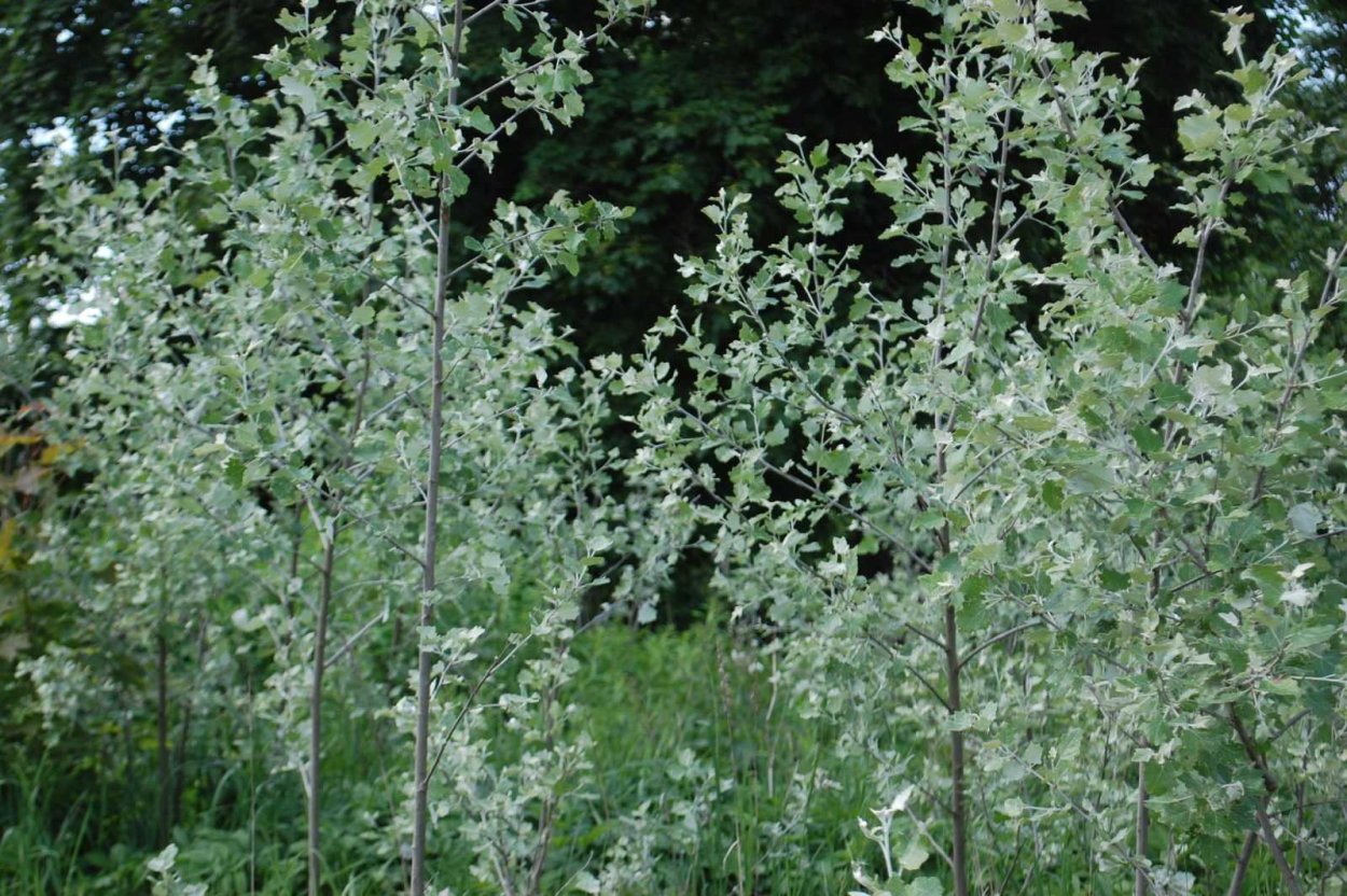 Тополь белый саженец