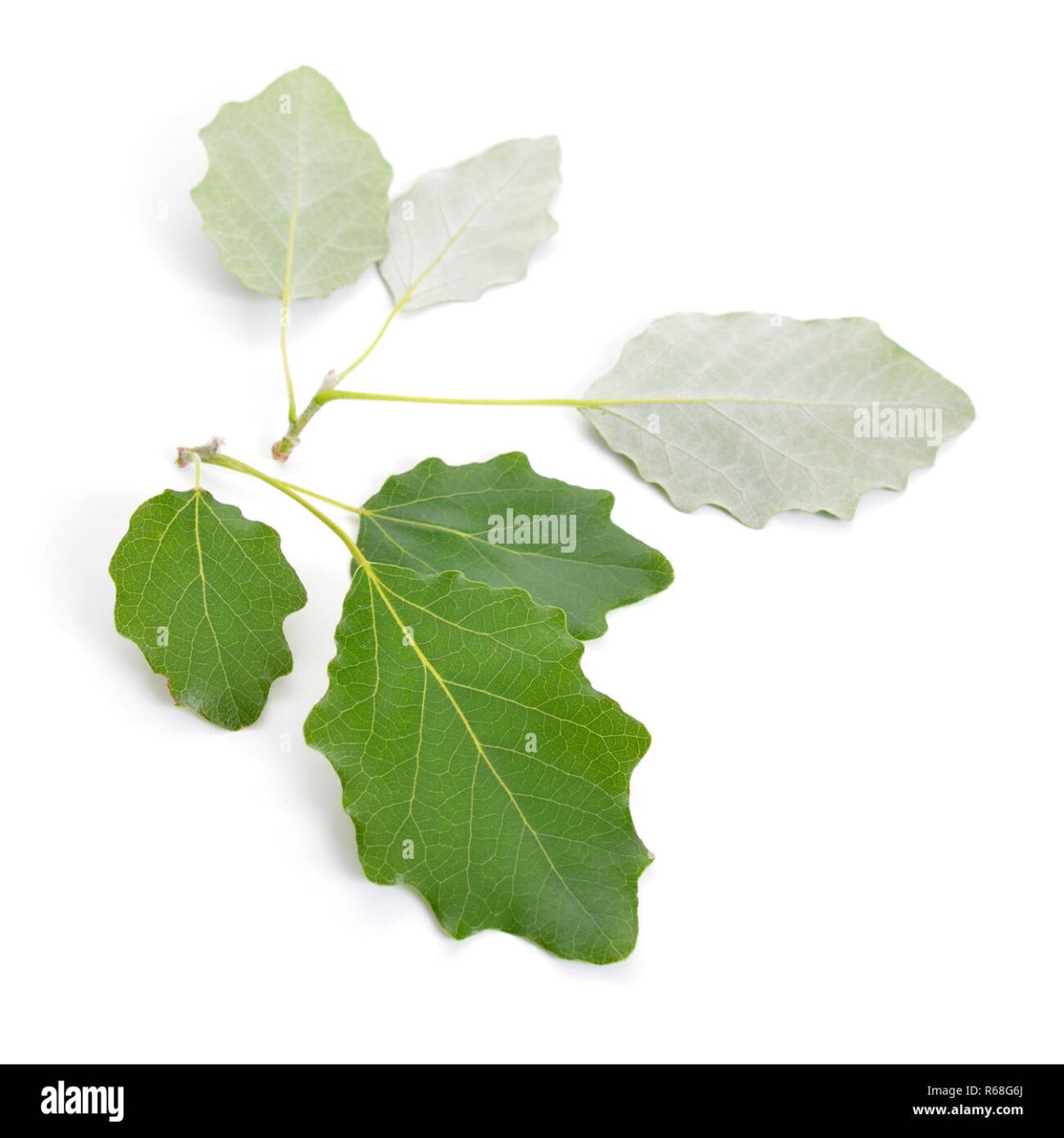 Камчыбек кенжа белый Топиль