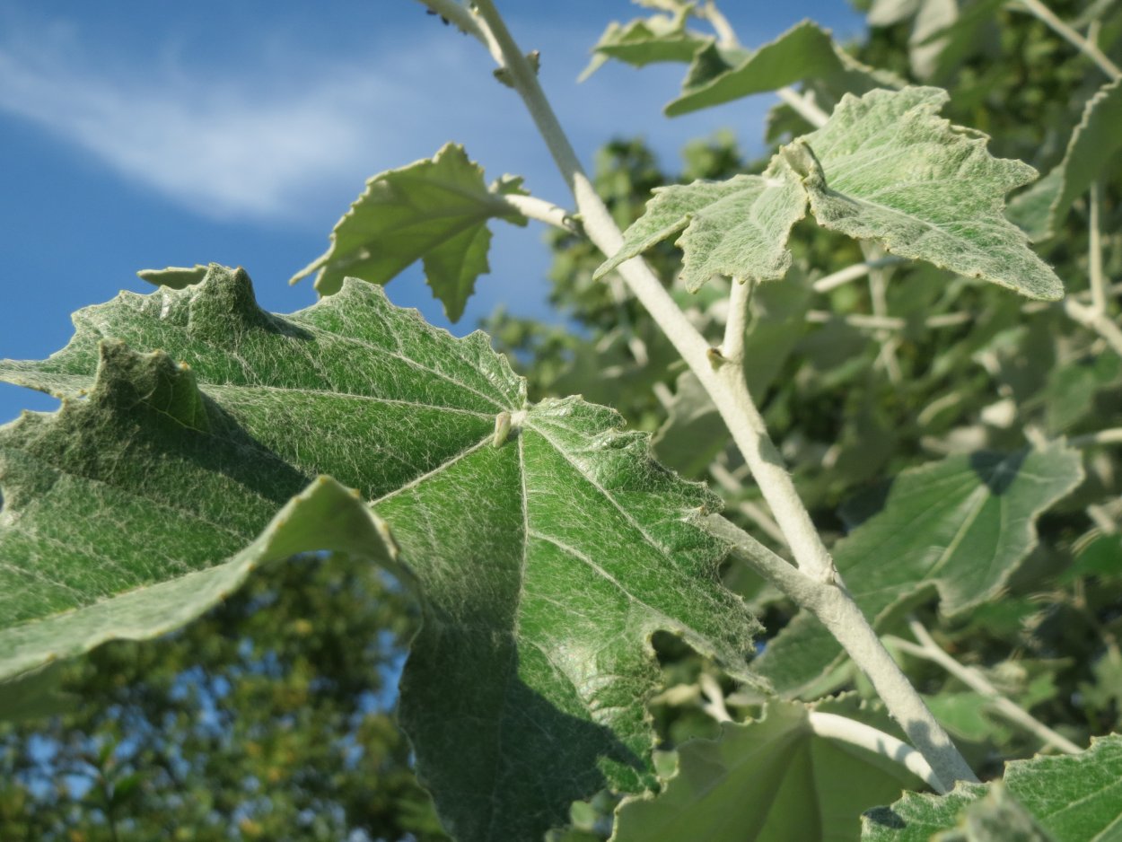 Populus Alba Тополь белый листья