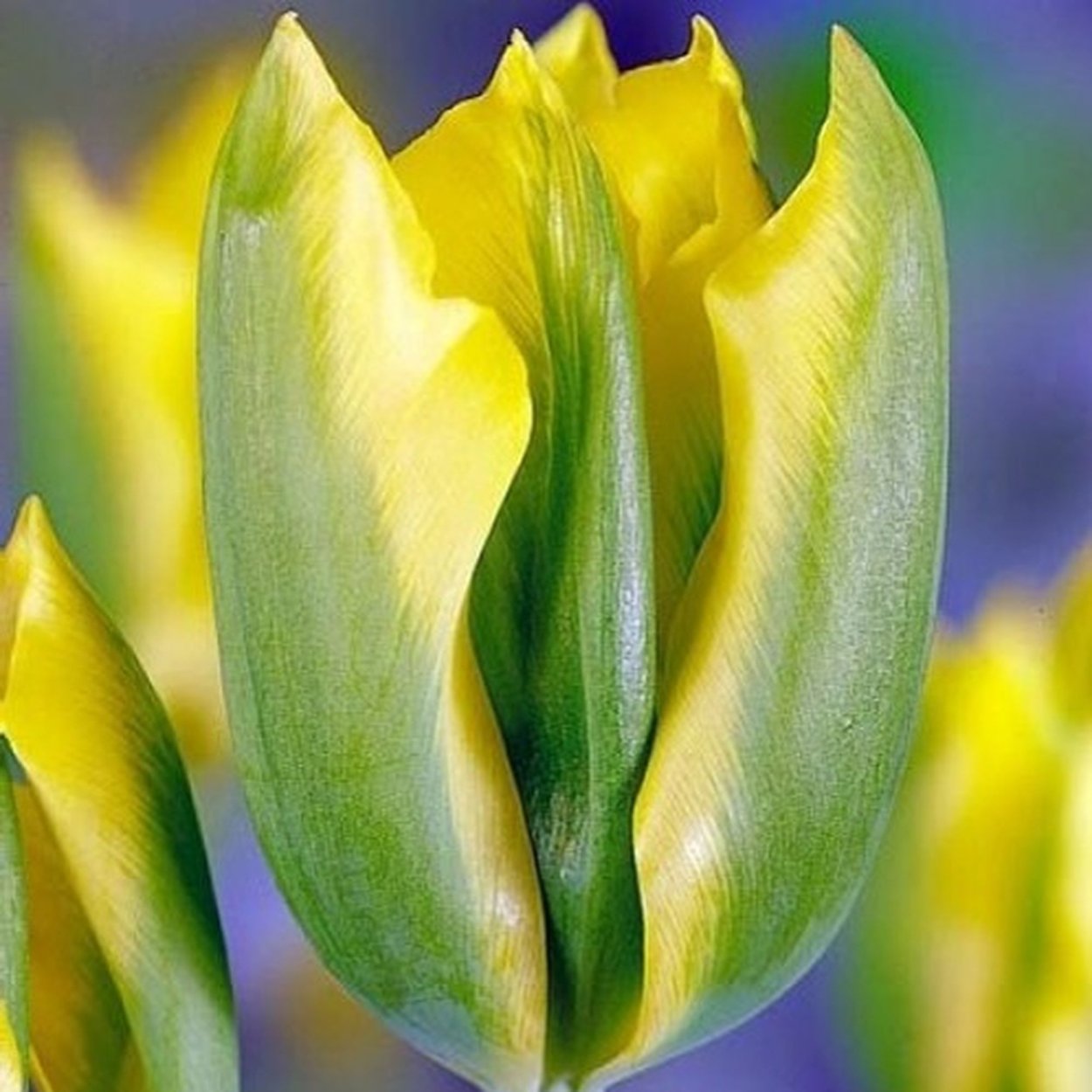 Тюльпан гибрид Грейга Квебек