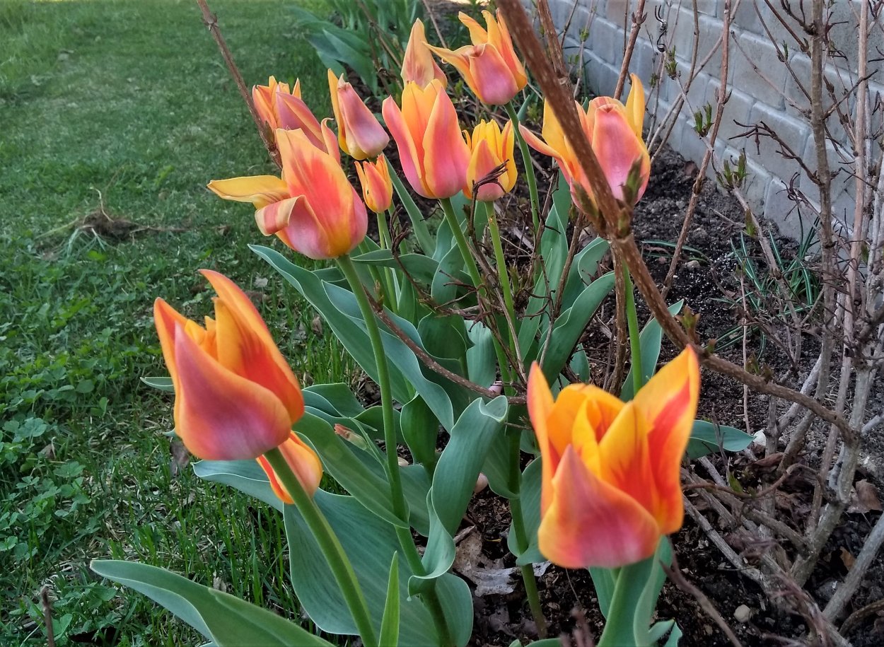 Тюльпан многоцветковый престанс Уникум