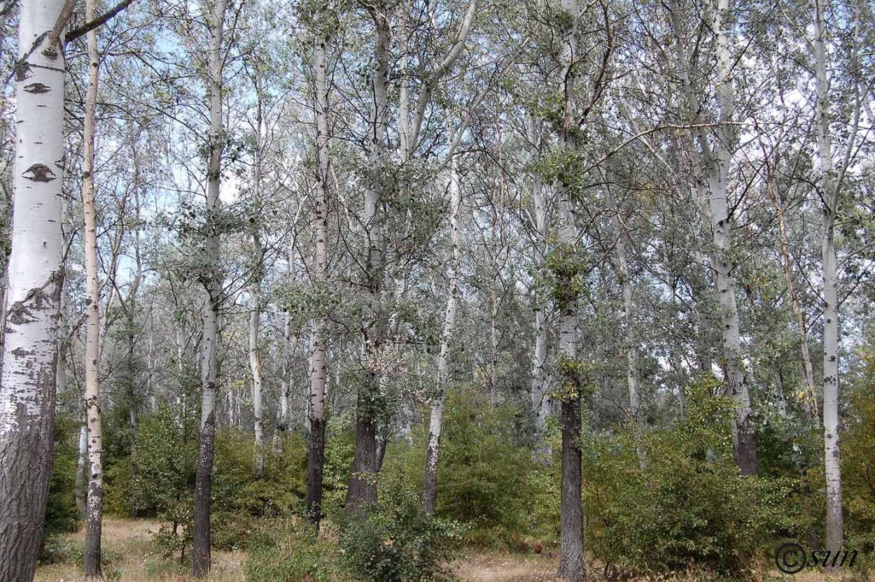 Populus Alba Тополь белый серебристый