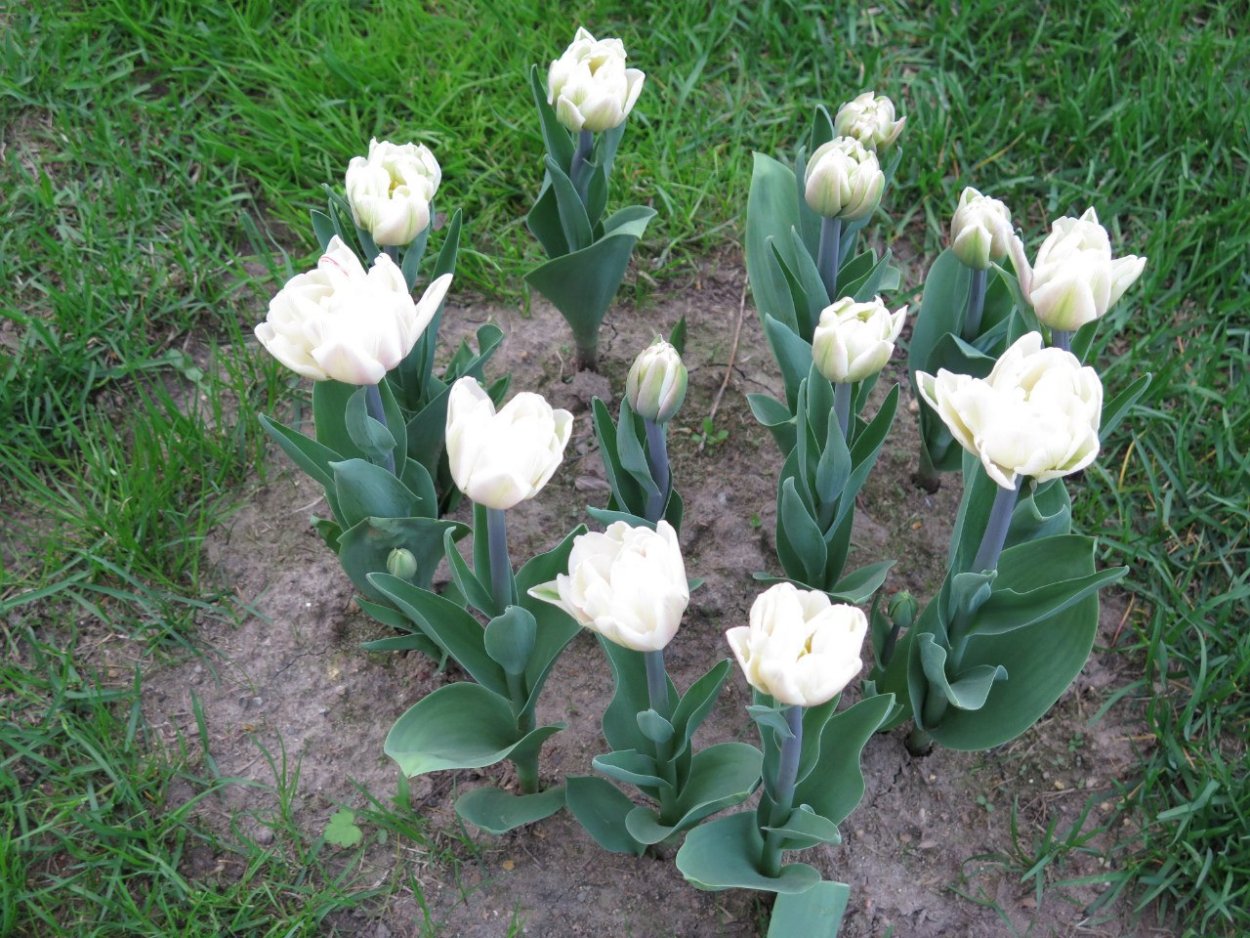 Тюльпан Кауфмана Скарлет бэби