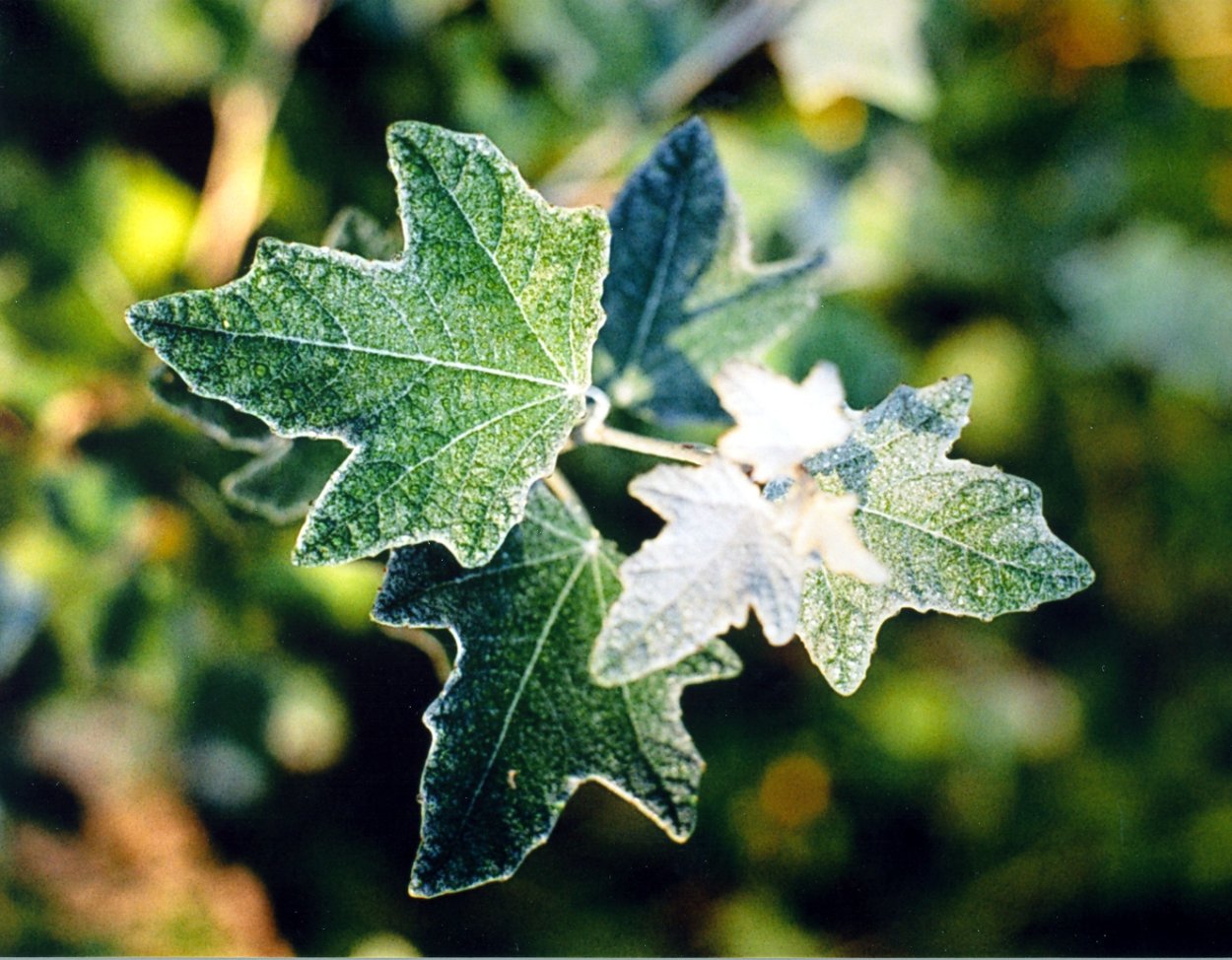 Тополь белый raket