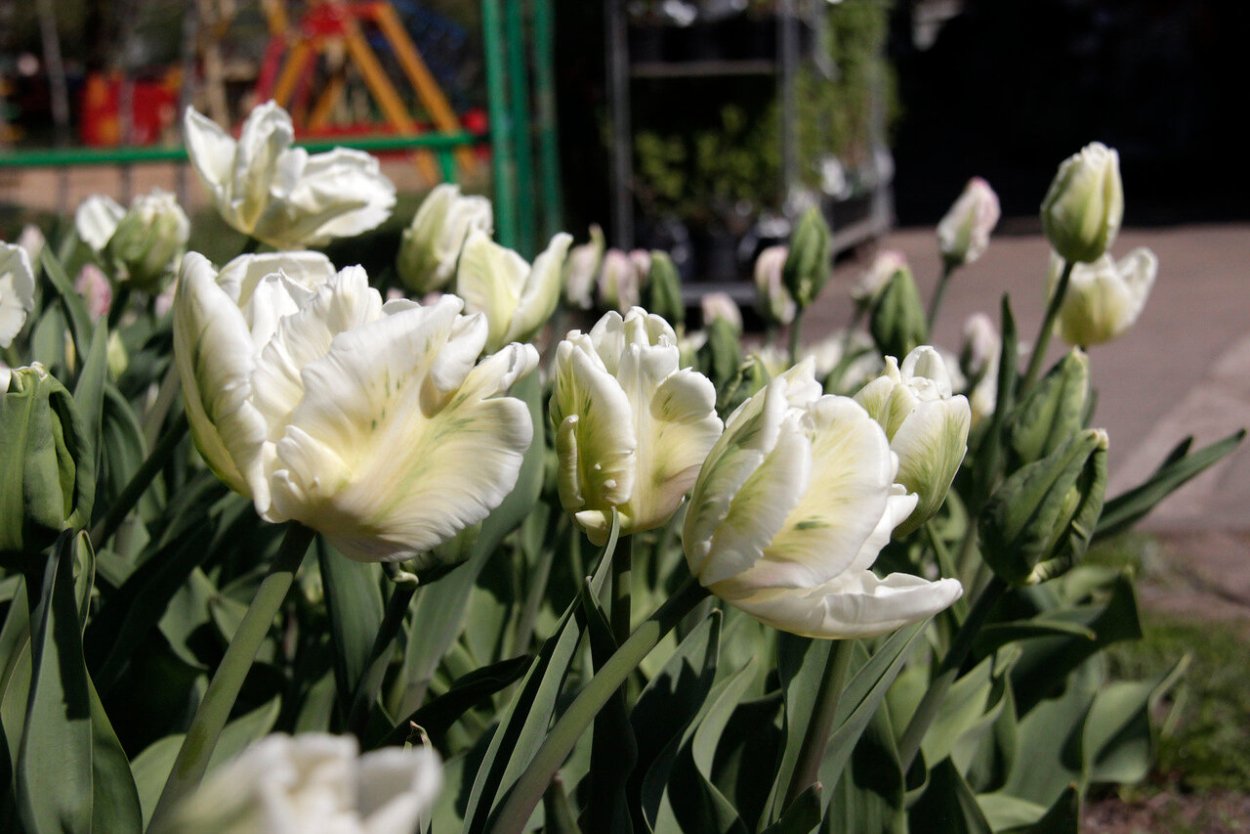 Тюльпан Дельта Чик