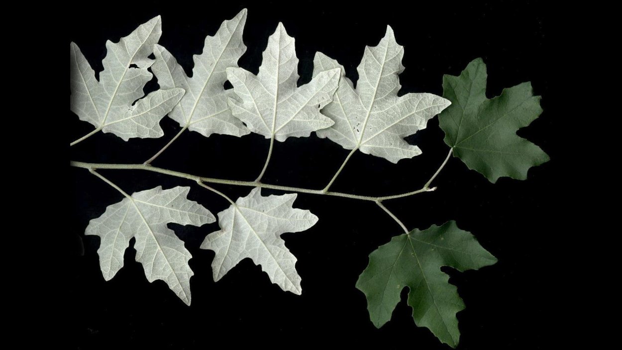 Populus Alba Тополь белый