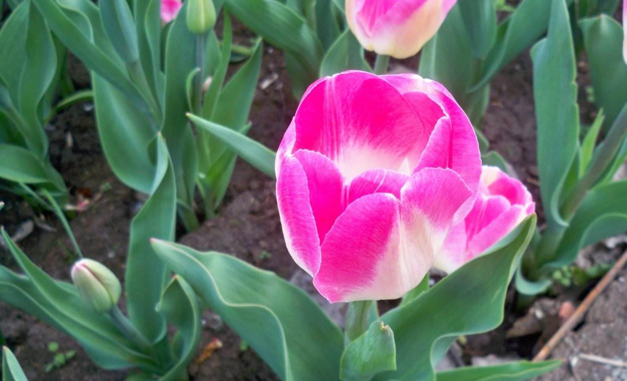 Тюльпан Али баба (Грейга)