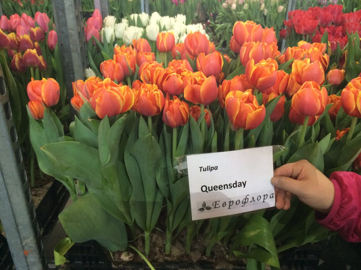 Тюльпан Кауфмана Скарлет бэби 10шт