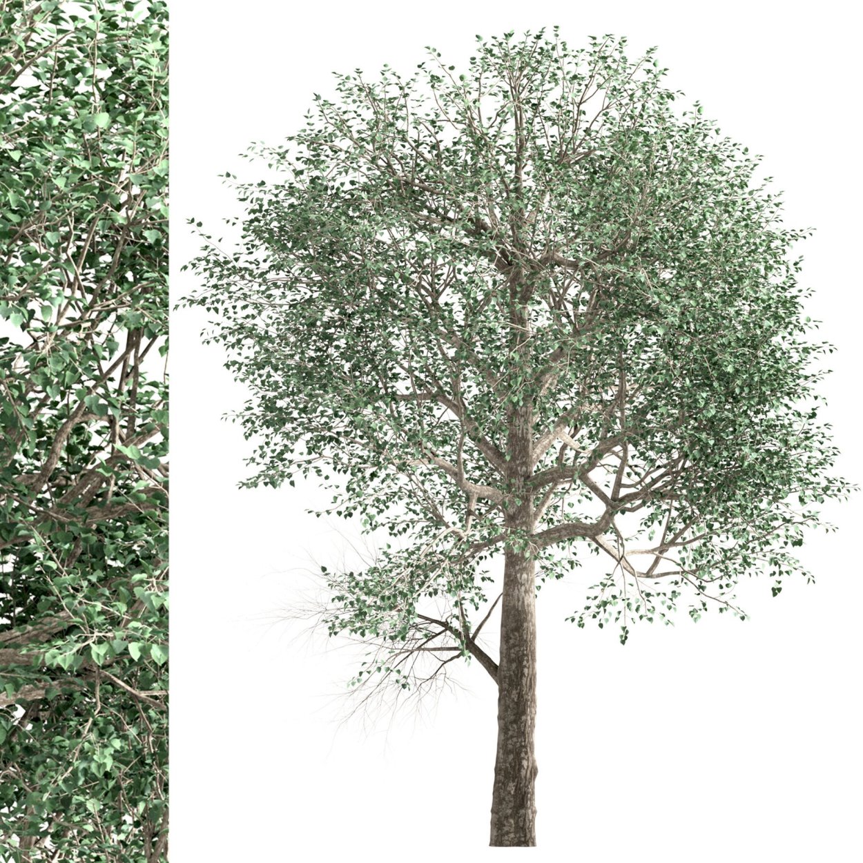 Тополь белый плоды