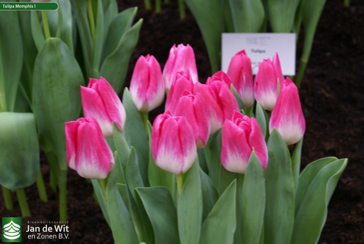 Тюльпан молто Амата