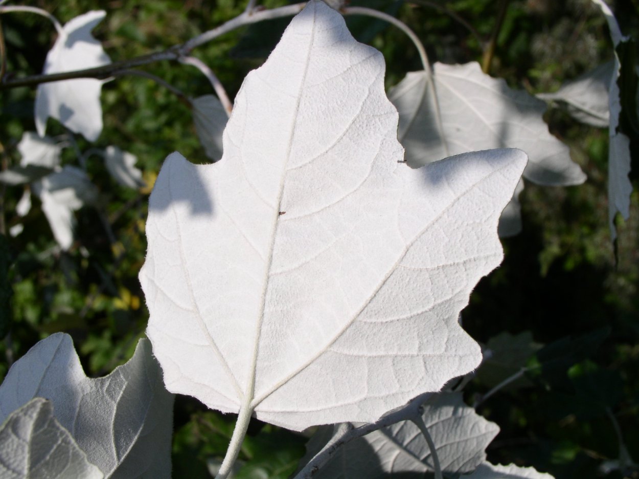 Тополь Populus Alba