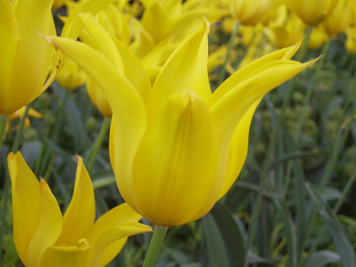 Тюльпан icoon