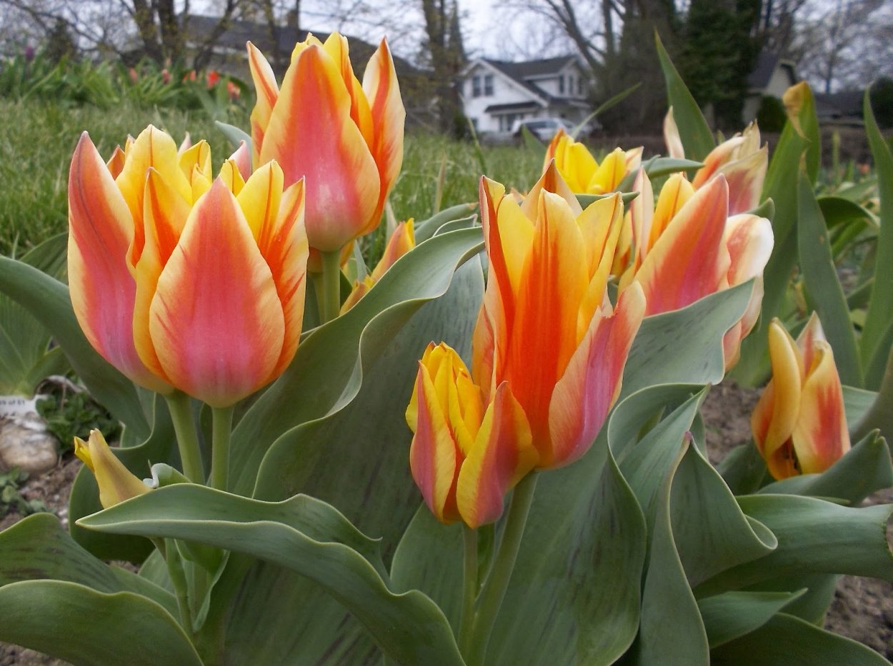 Сорт тюльпанов трик