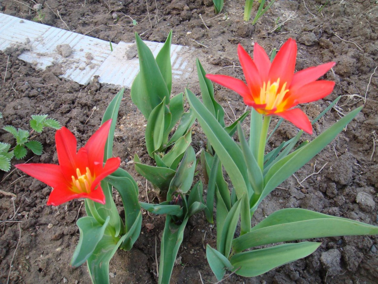 Praestans Shogun тюльпан