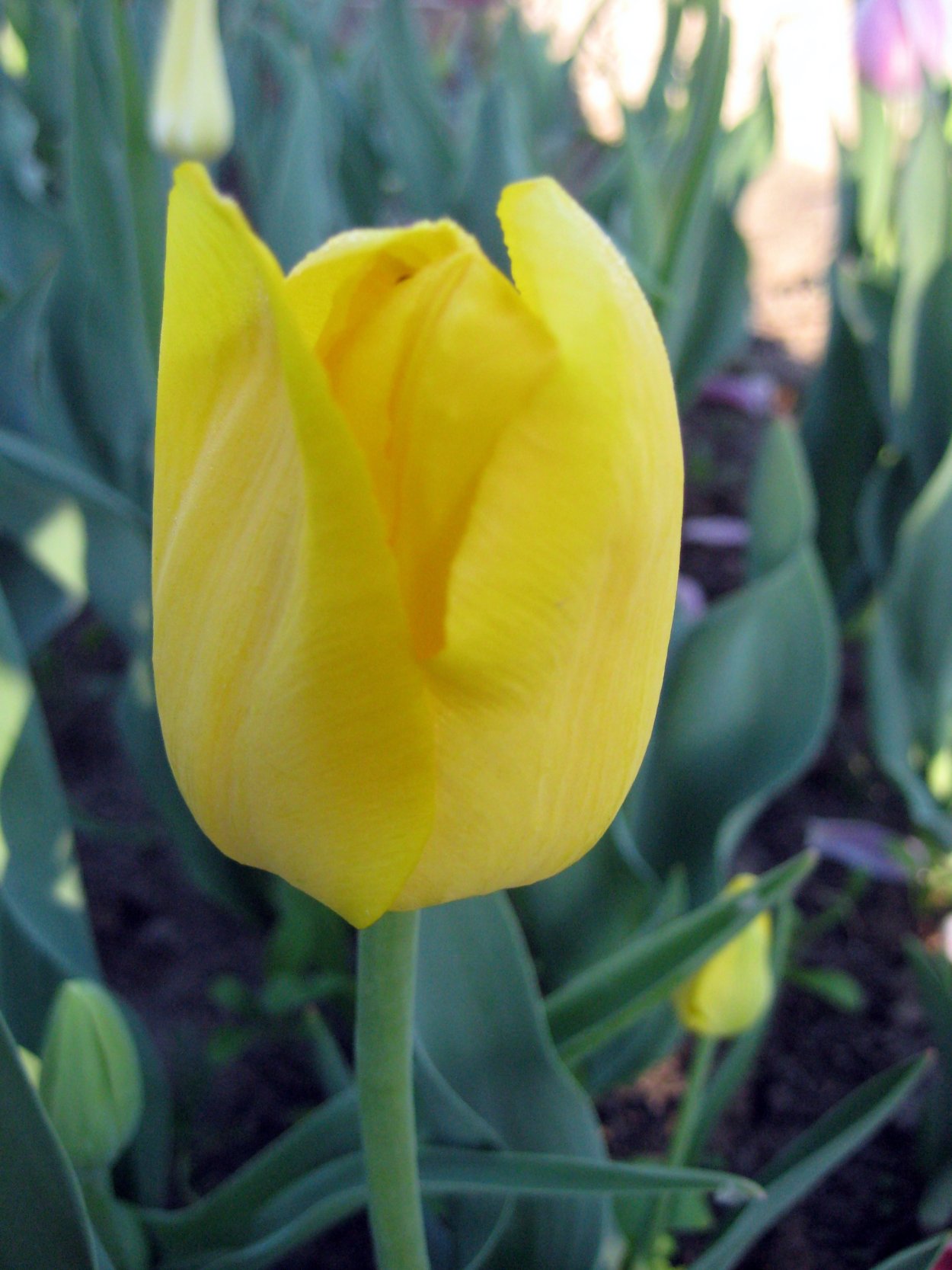 Девушка с белыми тюльпанами