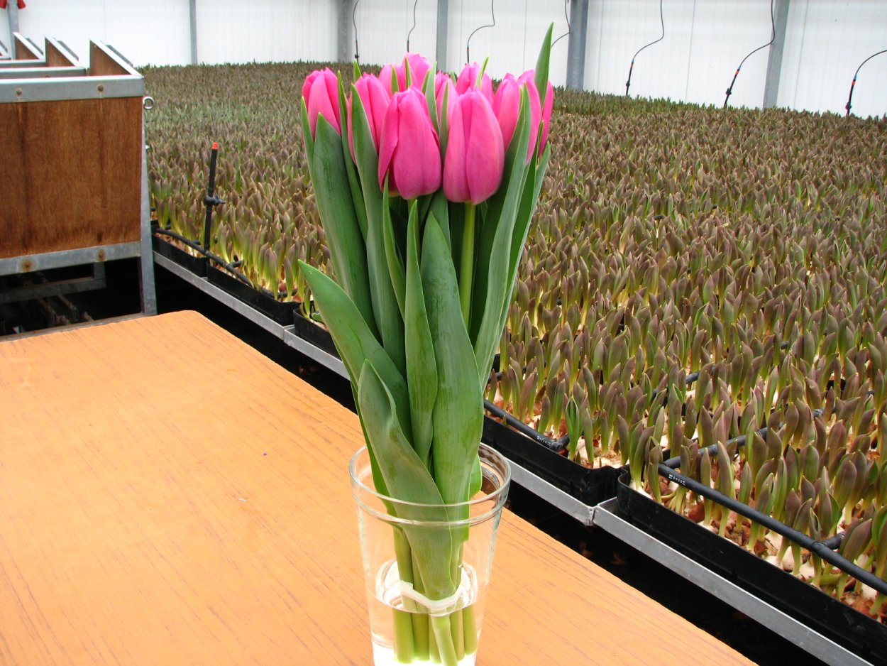 Тюльпан Бьюти Апельдорн