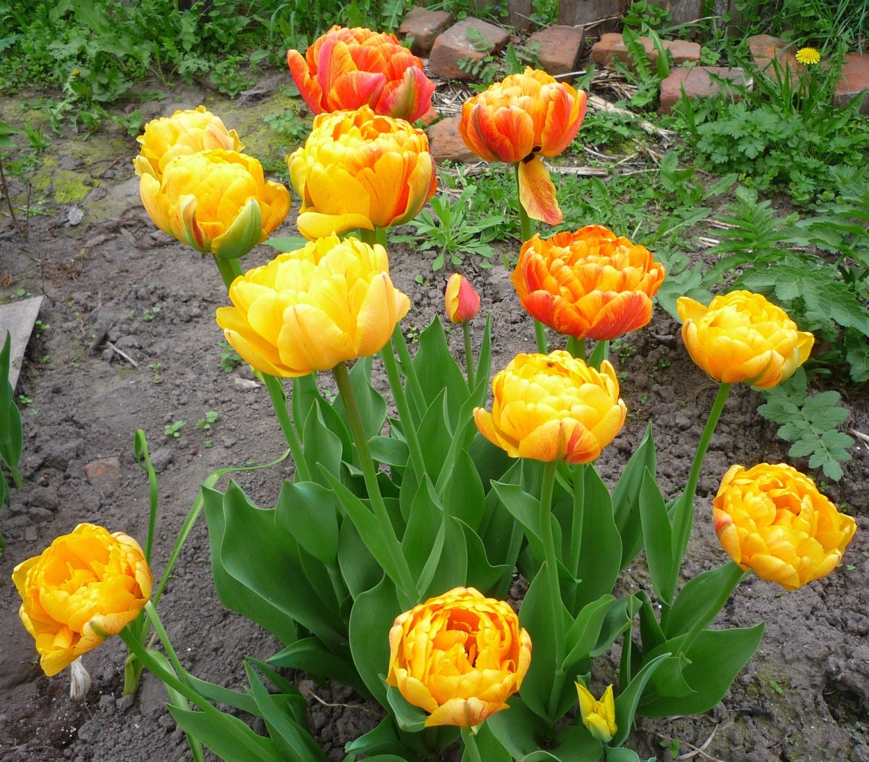 Букет тюльпанов