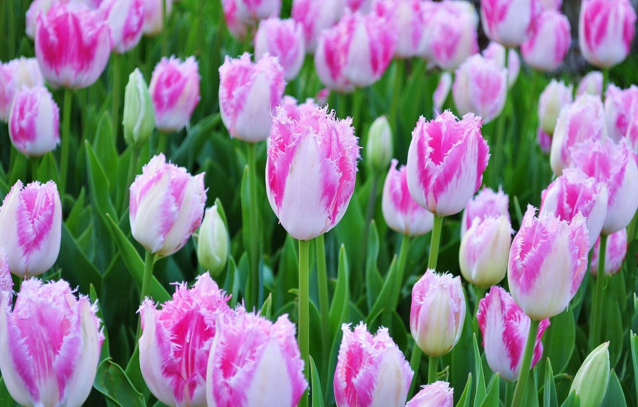 Ace Pink тюльпан