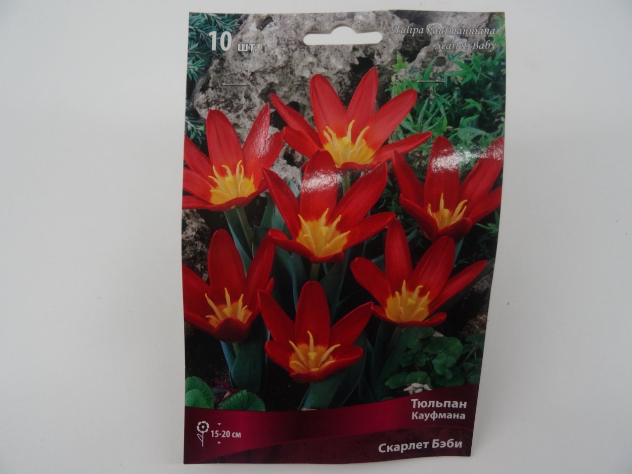 Тюльпан Pink Ardour