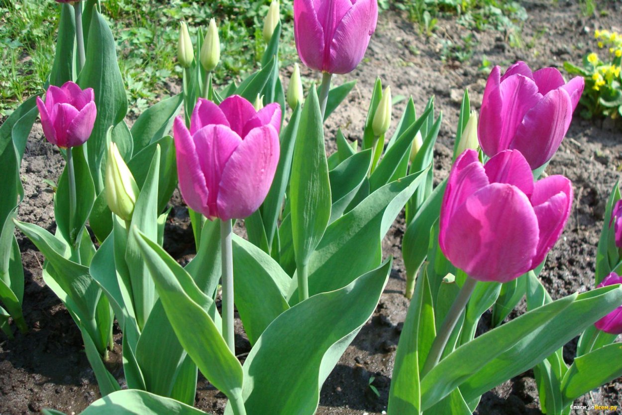 Тюльпан молто Амата