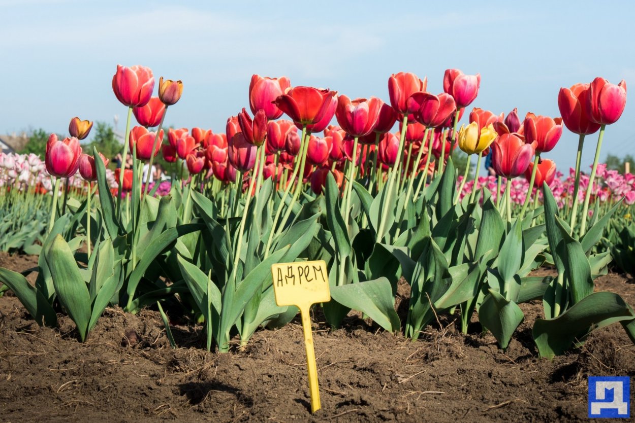 Тюльпан Чайна Таун