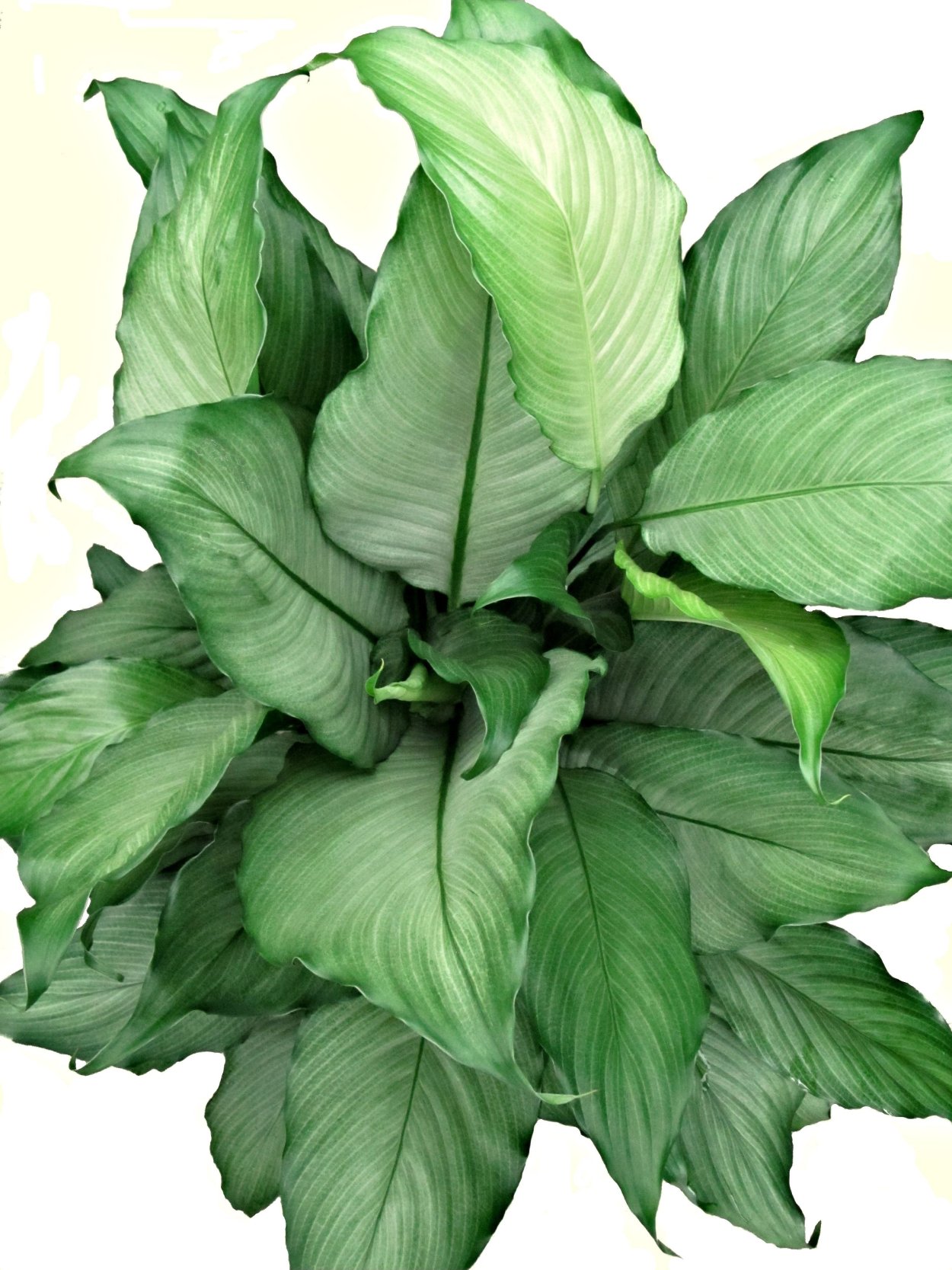 Спатифиллум платинум мист