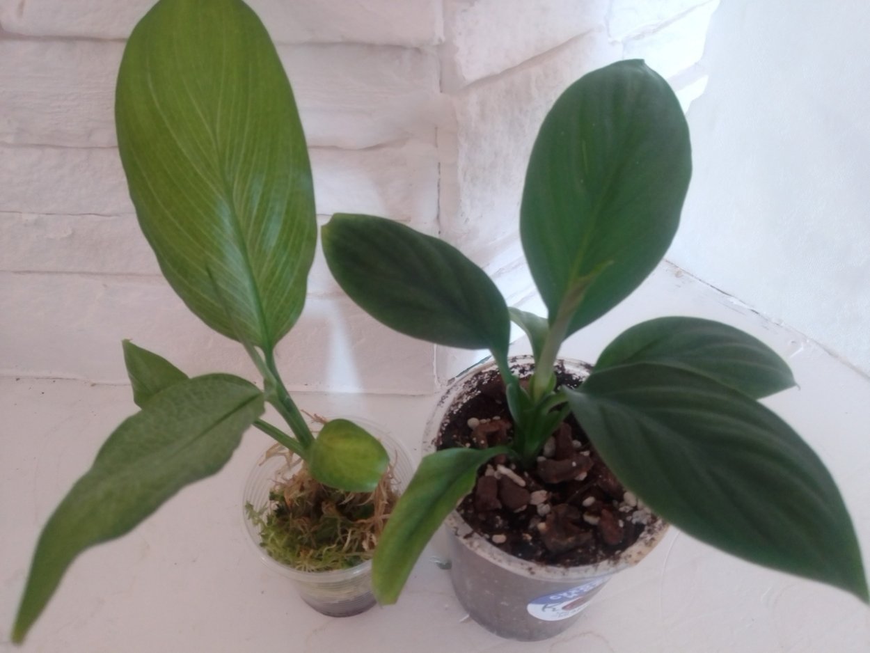 Спатифиллум Милк