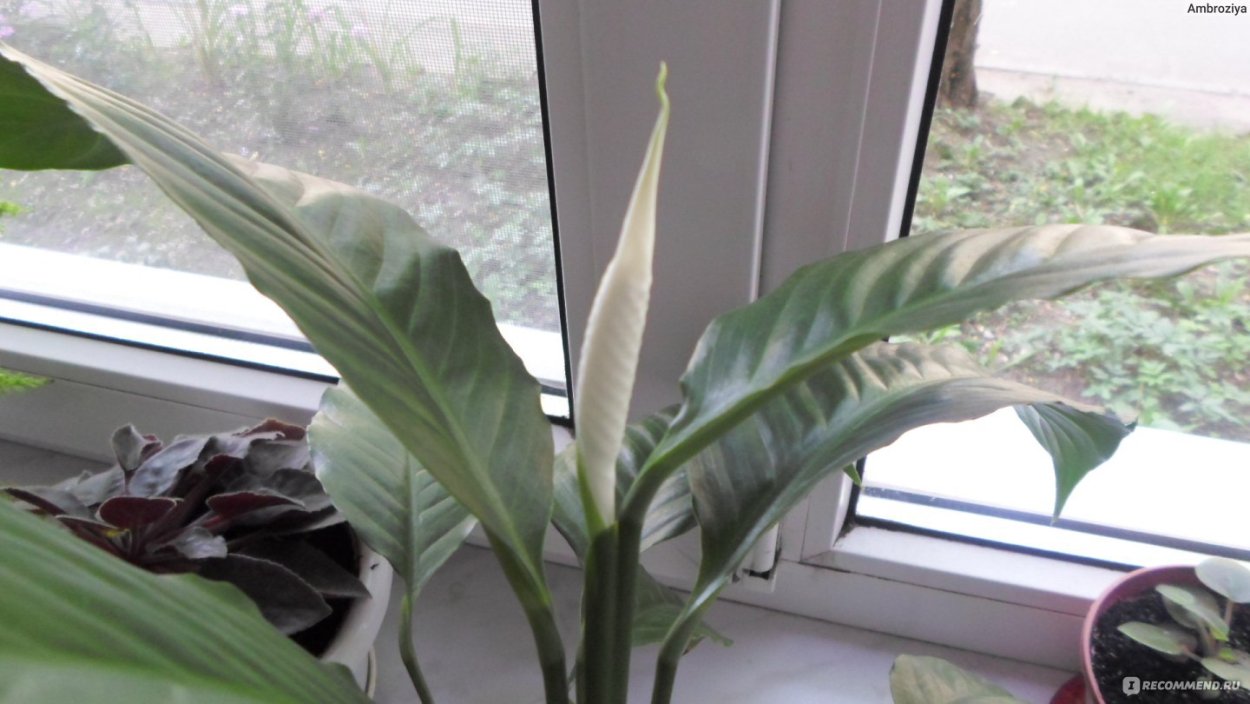 Spathiphyllum wallisii цветок