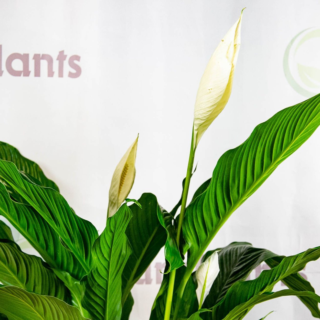 Спатифиллум вариегатный