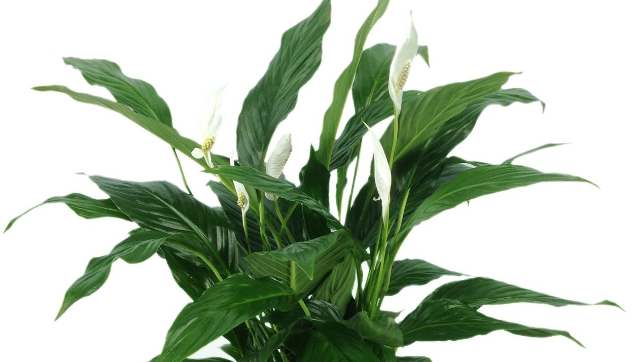 Спатифиллум карликовый