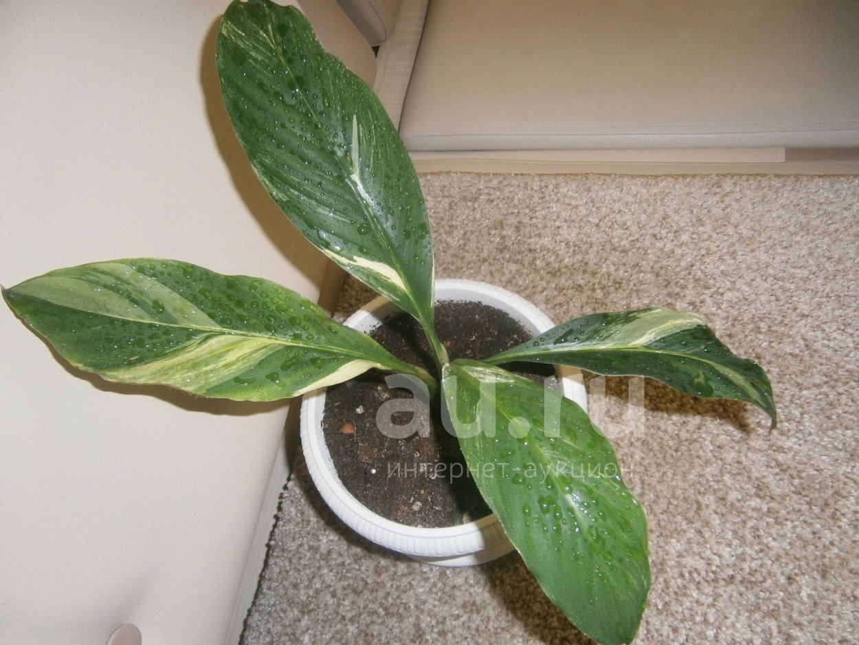 Спатифиллум Верди