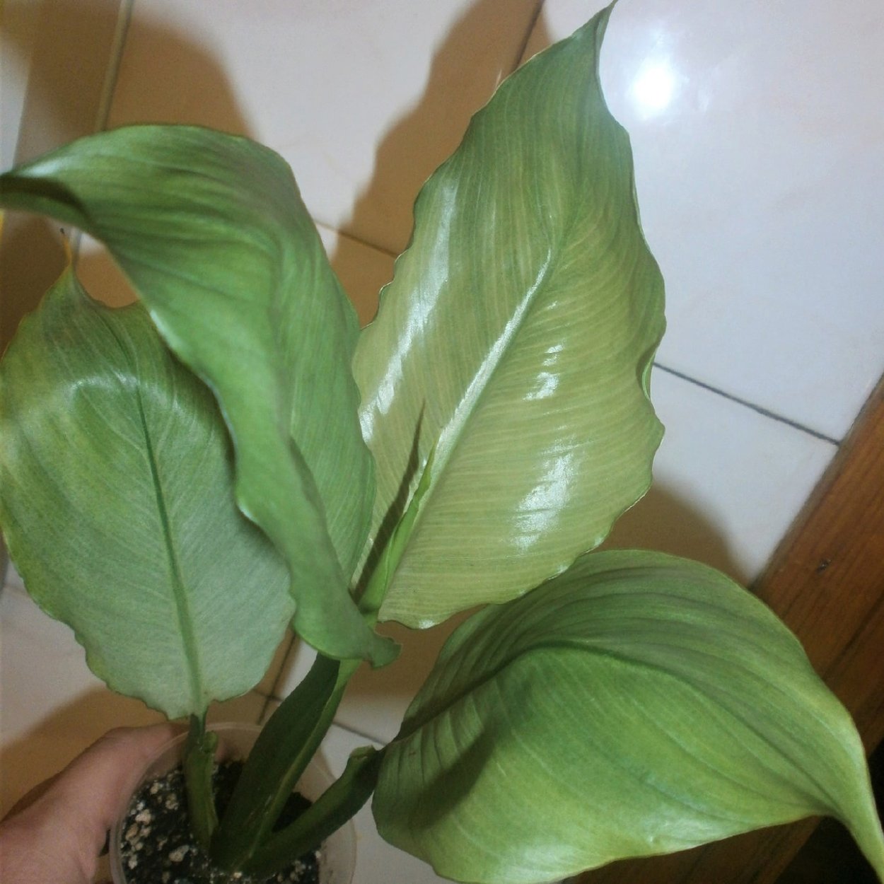 Spathiphyllum blandum spilt Milk