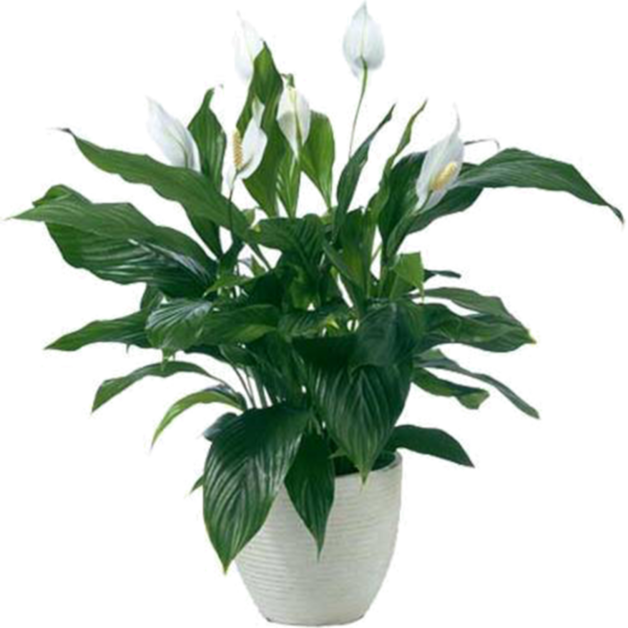 Спатифиллум Джемини и Домино