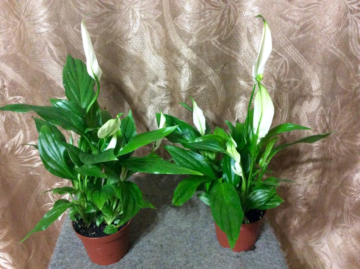 Spathiphyllum cannifolium (White variegated)