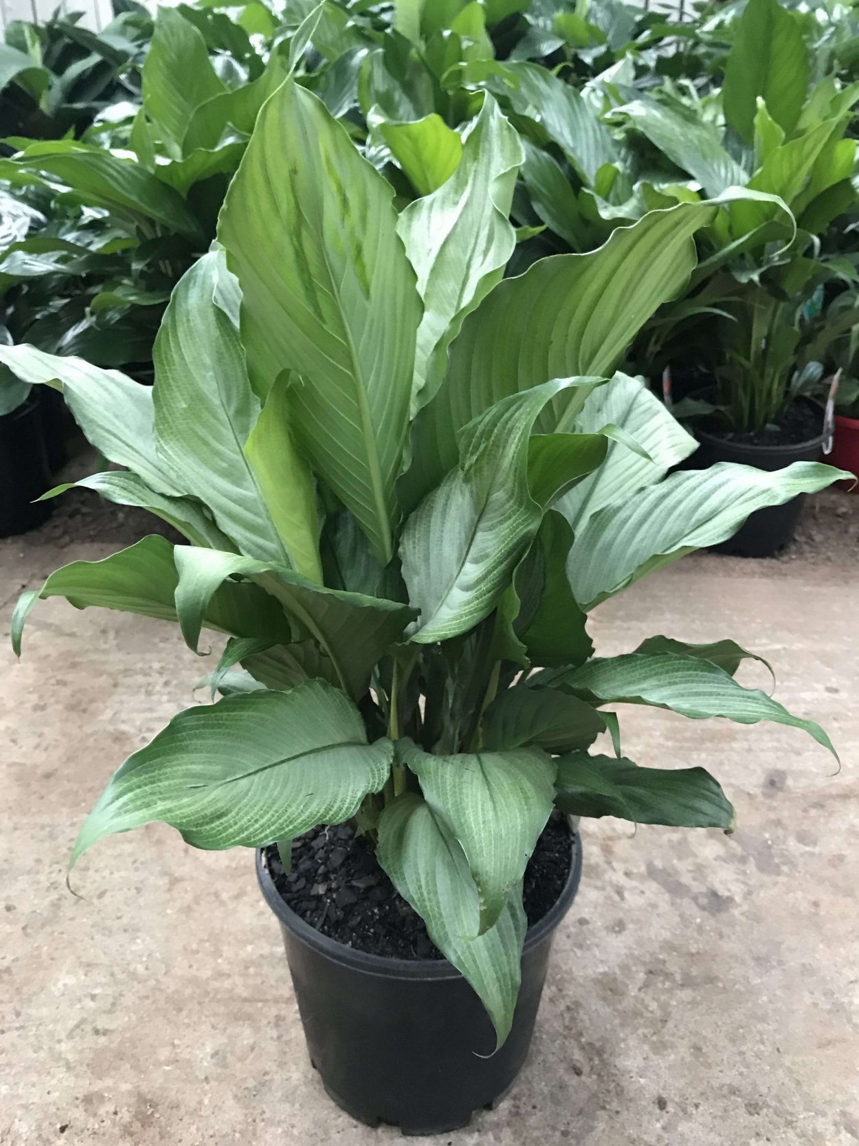 Спатифиллум д9