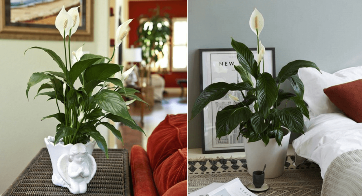 Спатифиллум Ромео