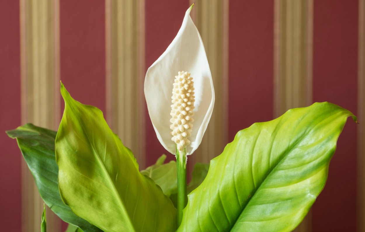 Спатифиллум Алана